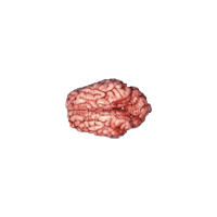 a human brain on a black background